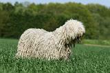 KOMONDOR 071